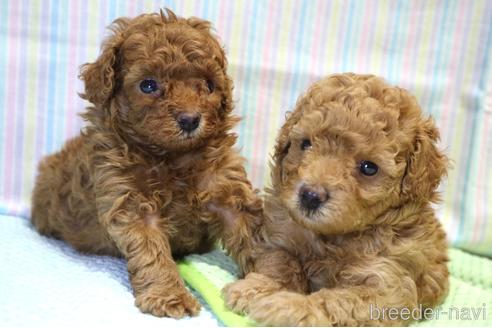 成約済の山梨県のトイプードル-191057の12枚目